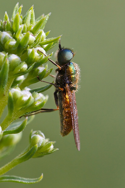 Chloromyia formosa e...?